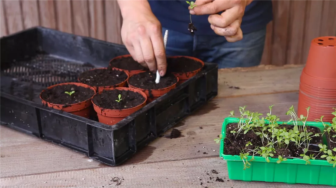 Zwergastern - Pikieren (thumbnail).jpg