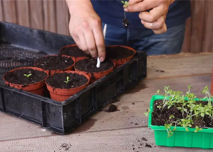 Zwergastern - Pikieren Zwergastern - Pikieren
