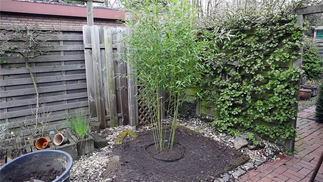 Bambus - Einpflanzen im Garten (thumbnail).jpg
