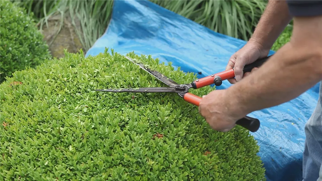 Buchsbaum - Zurückschneiden (thumbnail).jpg