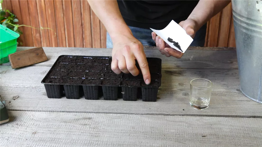 Sonnenblumen - Aussäen von Samen (thumbnail).jpg