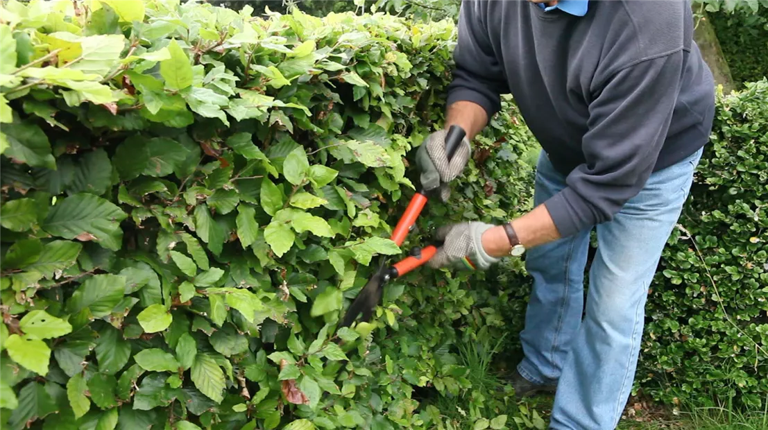 Rotbuchenhecke - Zurückschneiden mit der Hand-Heckenschere (4).jpg
