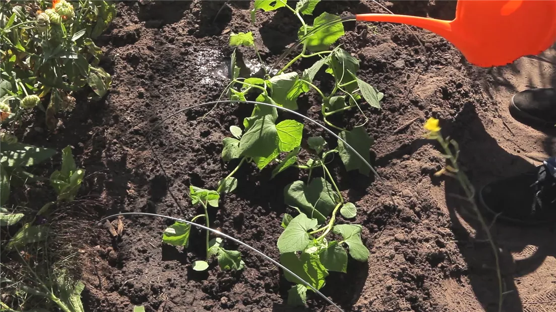 Gurken - Aussaat und Aufzucht (thumbnail).jpg