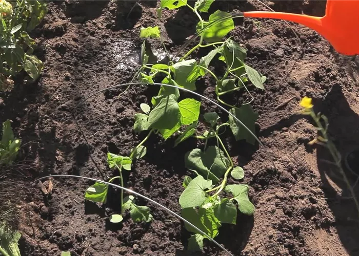 Gurken - Aussaat und Aufzucht