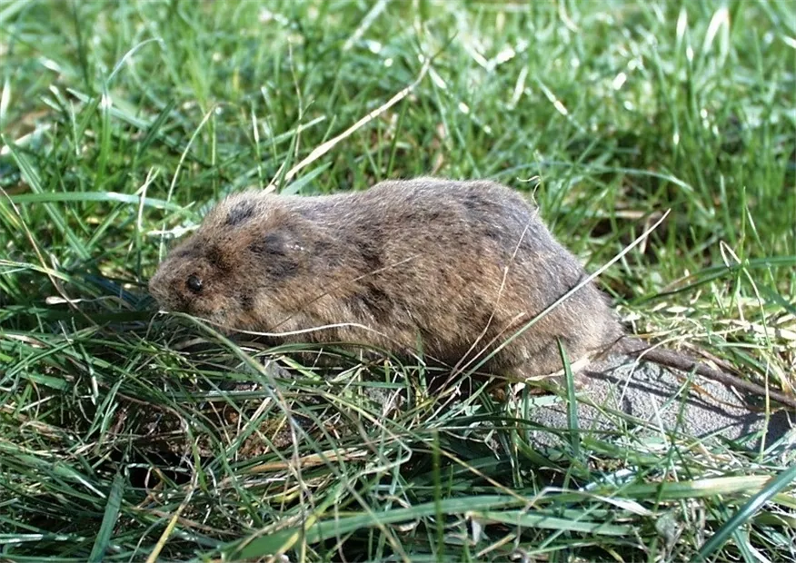wuelmaus1-800x600.jpg