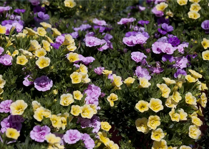 Farbe bekennen macht im Garten richtig Spaß! Farbe bekennen macht im Garten richtig Spaß!