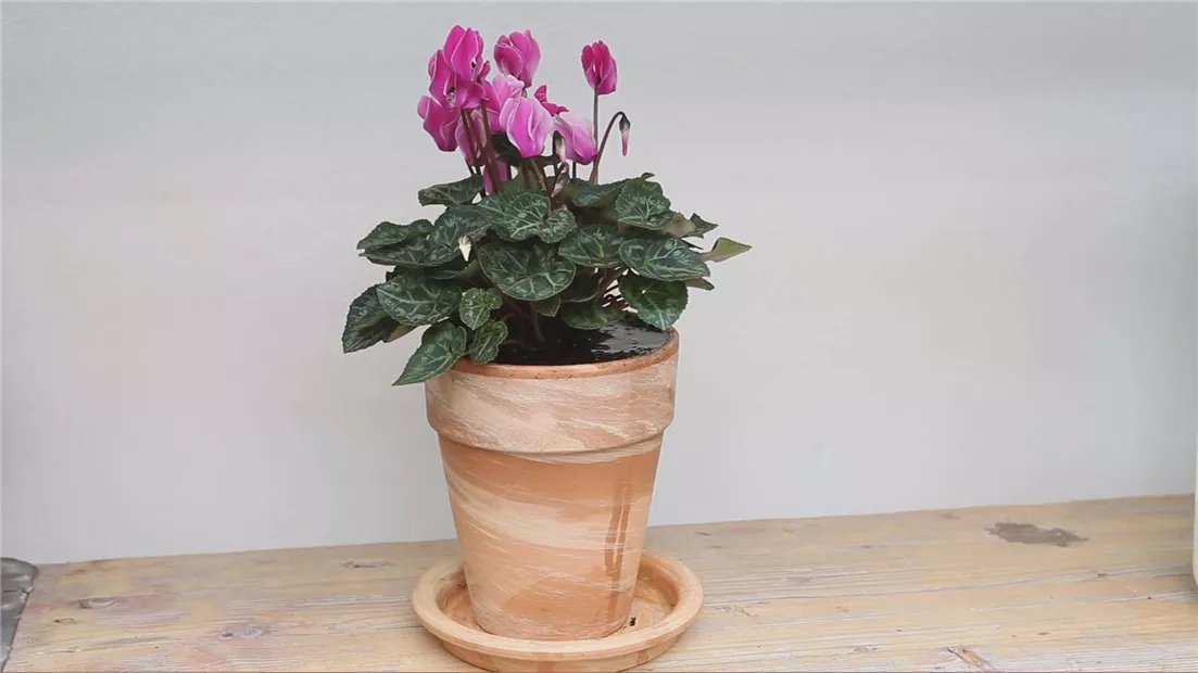 Alpenveilchen - Einpflanzen in ein Gefäß (thumbnail).jpg