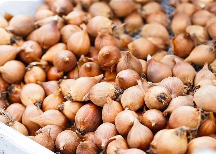 Blumenzwiebeln – kleine Zwiebeln mit großer Wirkung