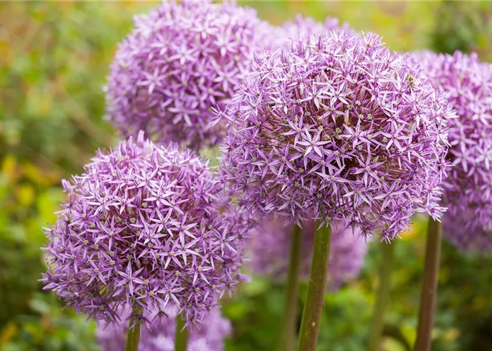 Allium – eleganter Zierlauch Allium – eleganter Zierlauch