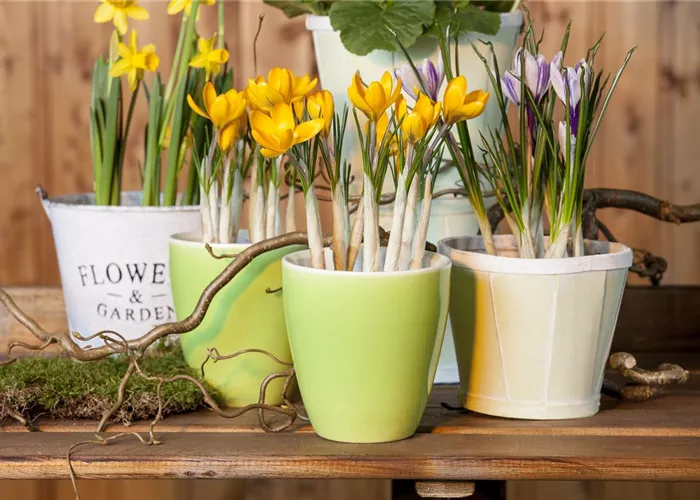 Frühling auf dem Balkon geht ohne bunte Blumen gar nicht Frühling auf dem Balkon geht ohne bunte Blumen gar nicht