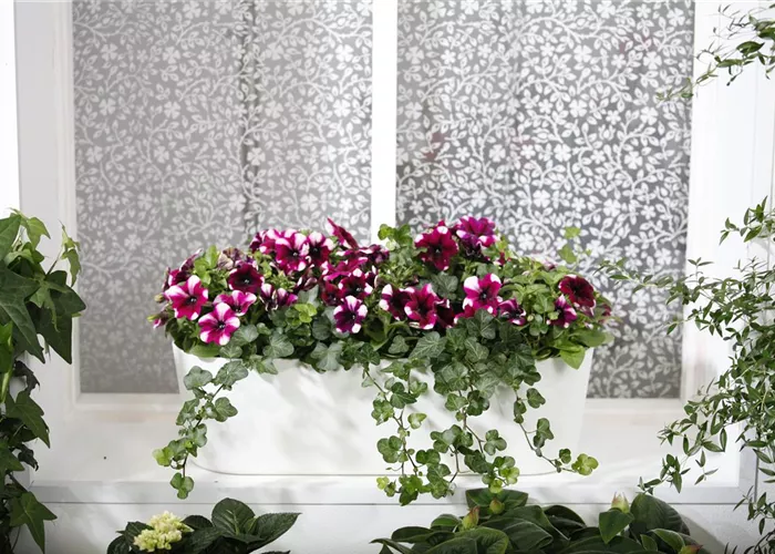 Bereit für den Sommer – Balkon und Garten blühen richtig auf Bereit für den Sommer – Balkon und Garten blühen richtig auf