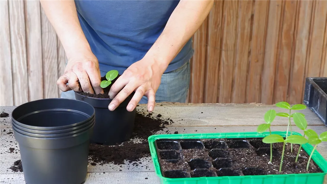 Gurken - Pikieren (thumbnail).jpg