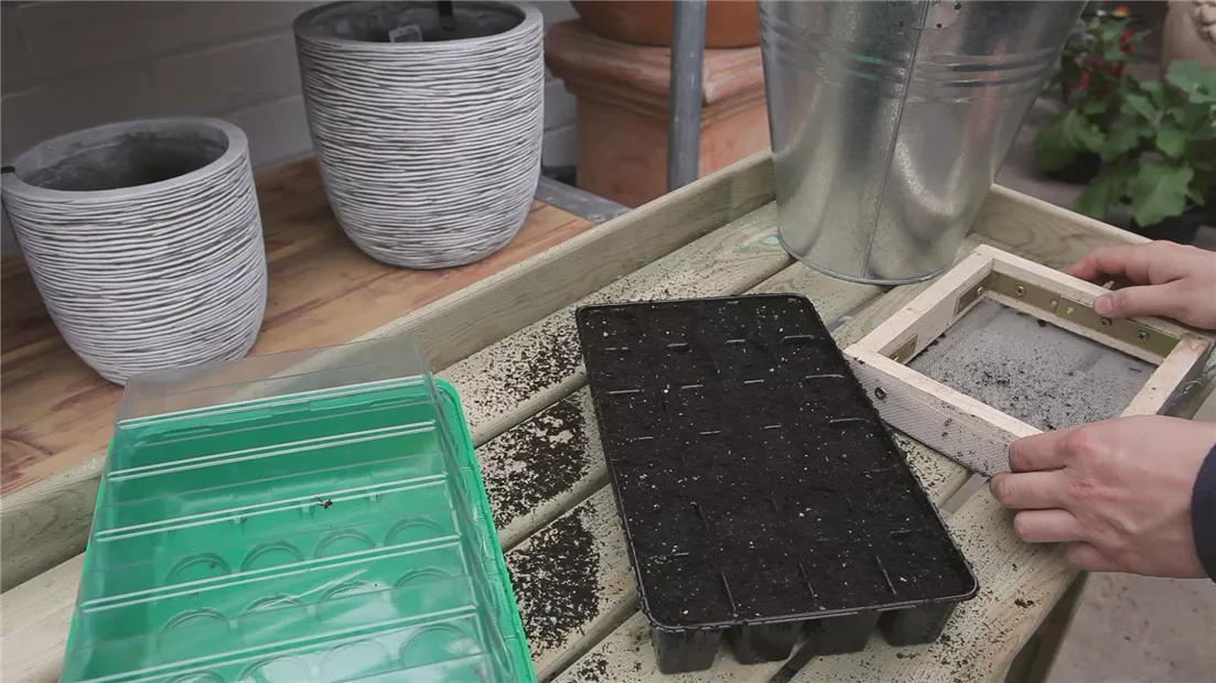 Chinakohl - Aussäen von Samen (thumbnail).jpg