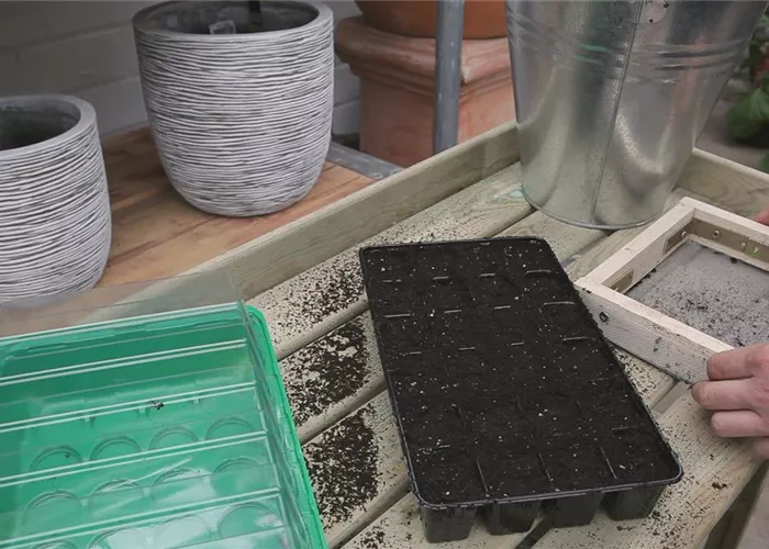 Chinakohl - Aussäen von Samen