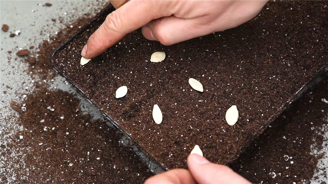 Kürbis - Aussäen von Samen (thumbnail).jpg