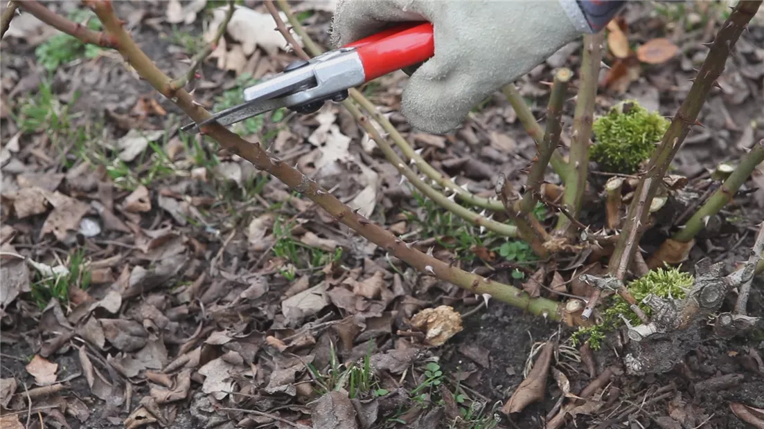 Beetrosen - Zurückschneiden im Frühling (thumbnail).jpg