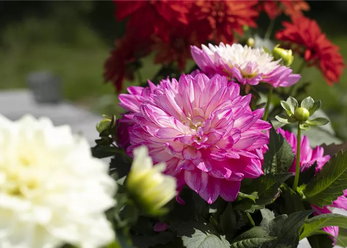 Farbe auf dem Balkon – Blumenzwiebeln für den Sommer
