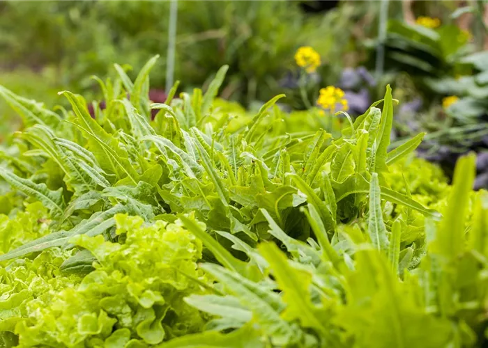 Ein bunter Salat auf dem Balkon mit Urban Gardening Ein bunter Salat auf dem Balkon mit Urban Gardening