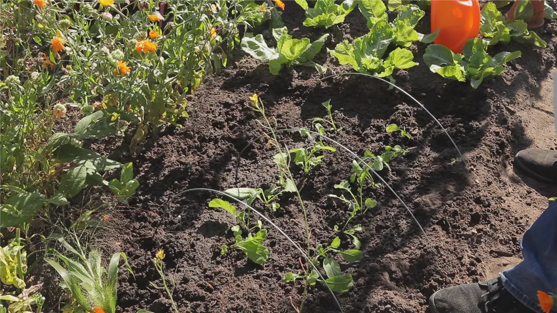 Radieschen - Aussaat und Aufzucht (thumbnail).jpg