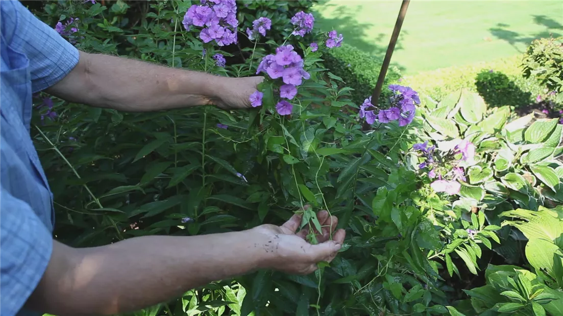 Phlox - Entfernen von Unkraut (thumbnail).jpg