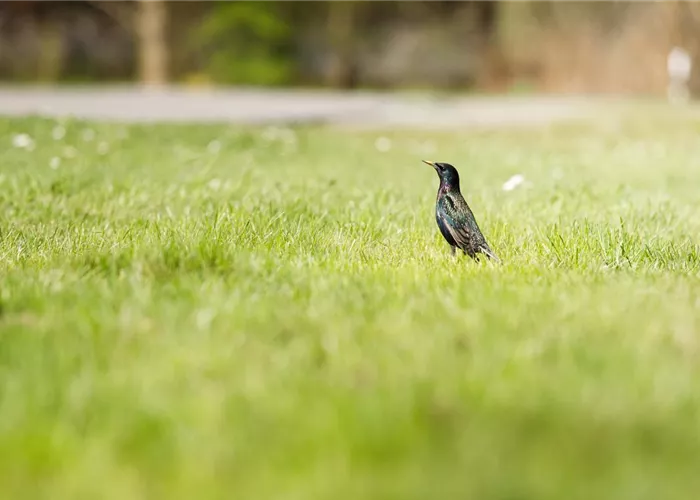 Von der Schule in den Garten – wo Rollrasen herkommt Von der Schule in den Garten – wo Rollrasen herkommt